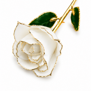 Rosa Blanca Eterna Natural En Baño de Oro 24k Flor De Adorno Regalos